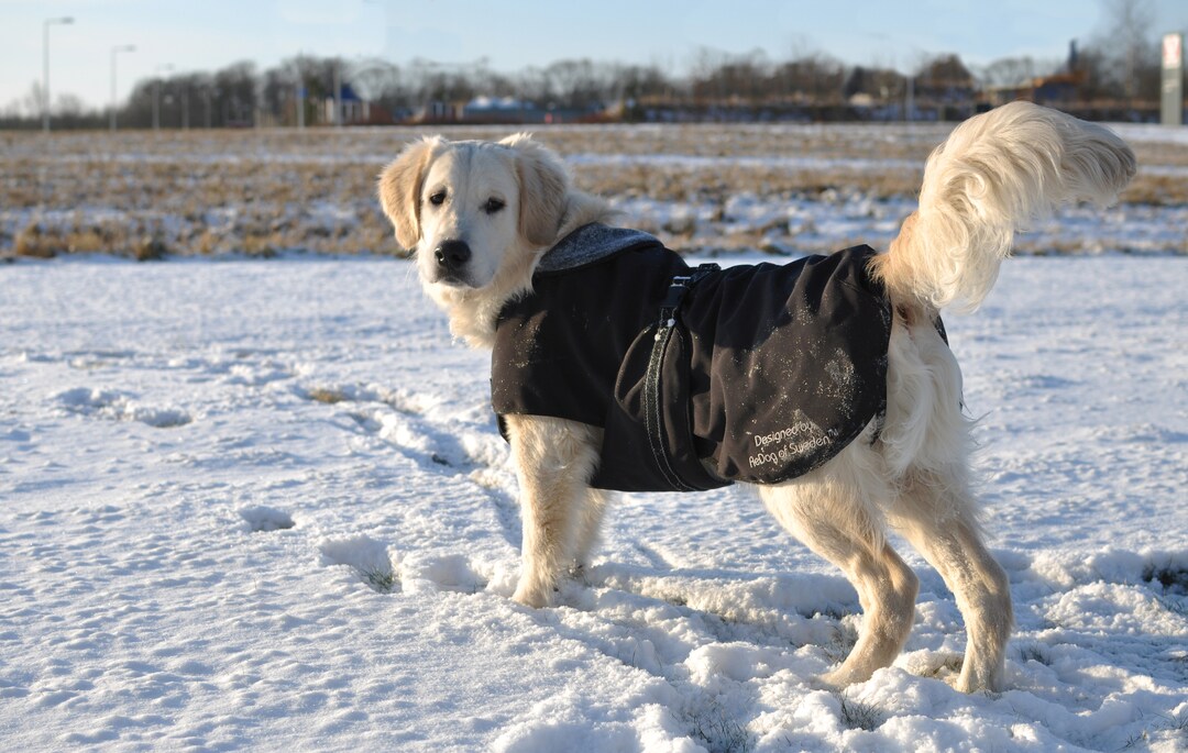 Rehab Softshell Hundedecke_0