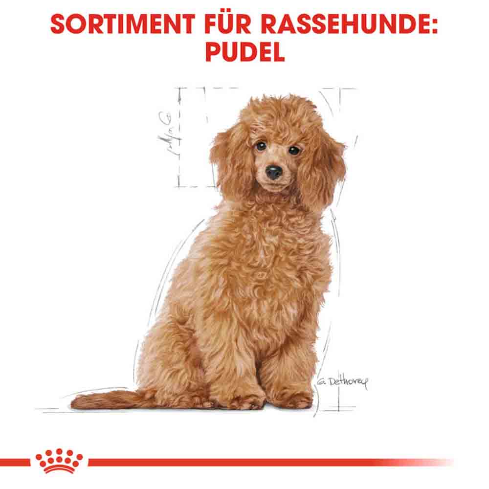 Royal Canin Poodle Puppy Welpenfutter_5