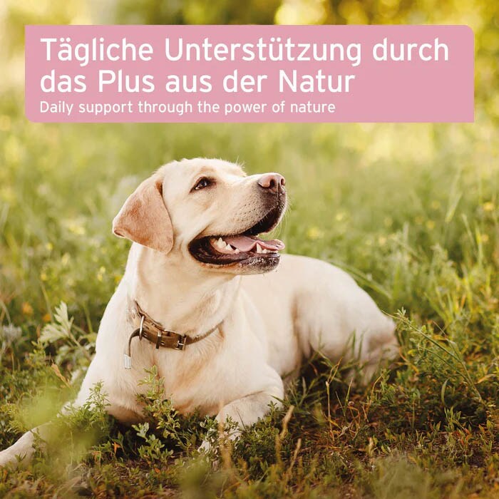 AniForte NierenVetal Pulver für Hunde_4