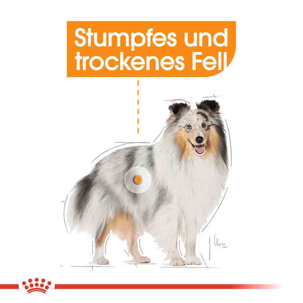 Royal Canin Coat Care Nassfutter für glänzendes Fell_2