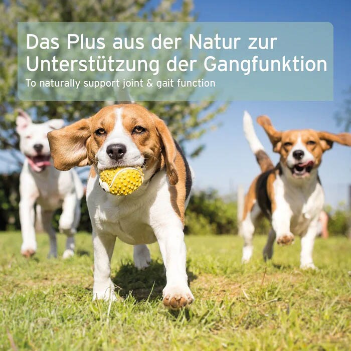 AniForte Grünlippmuschel Pulver_7