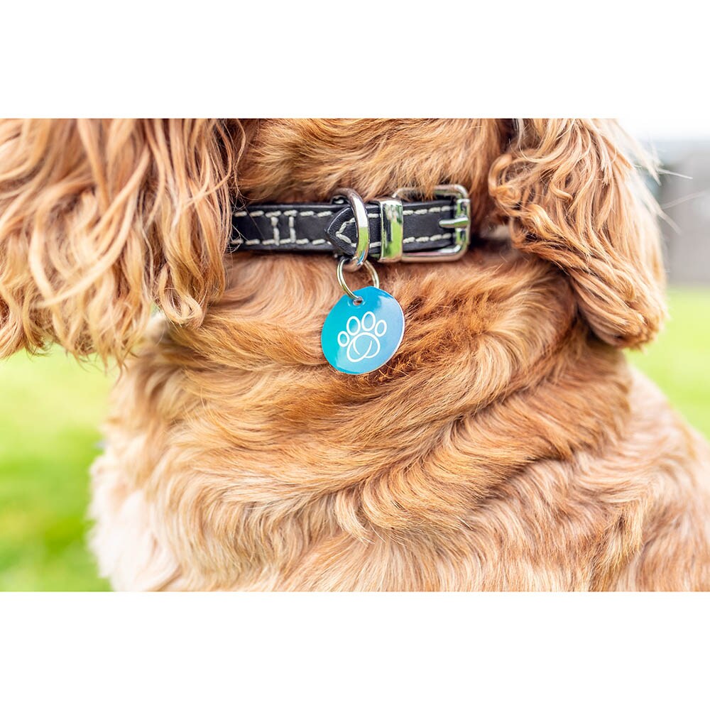 Sure Petcare RFID-Halsbandanhänger_2