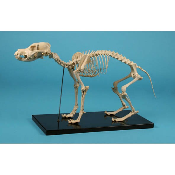 Hundeskelett_0