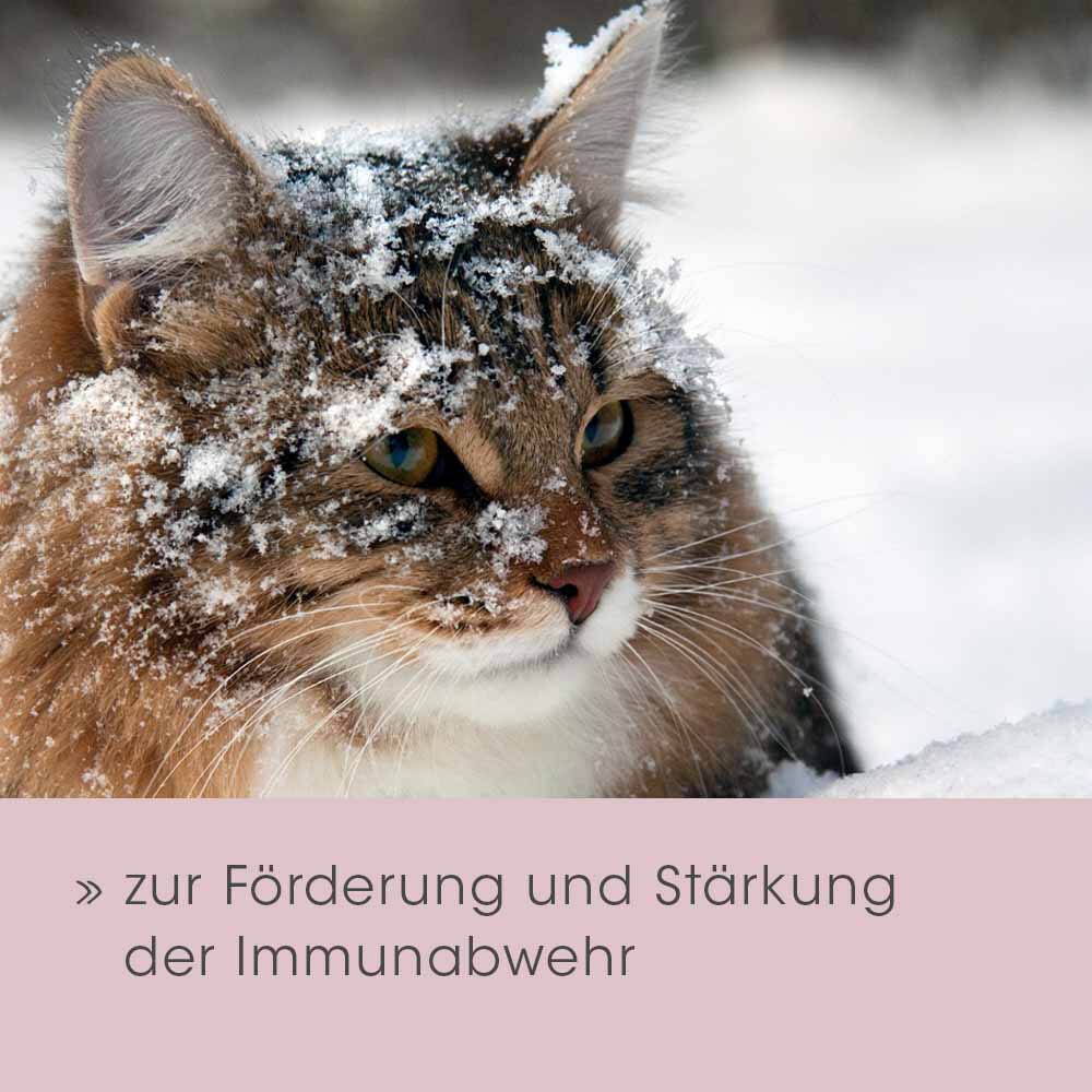 cdVet feliTATZ Bronchial_6