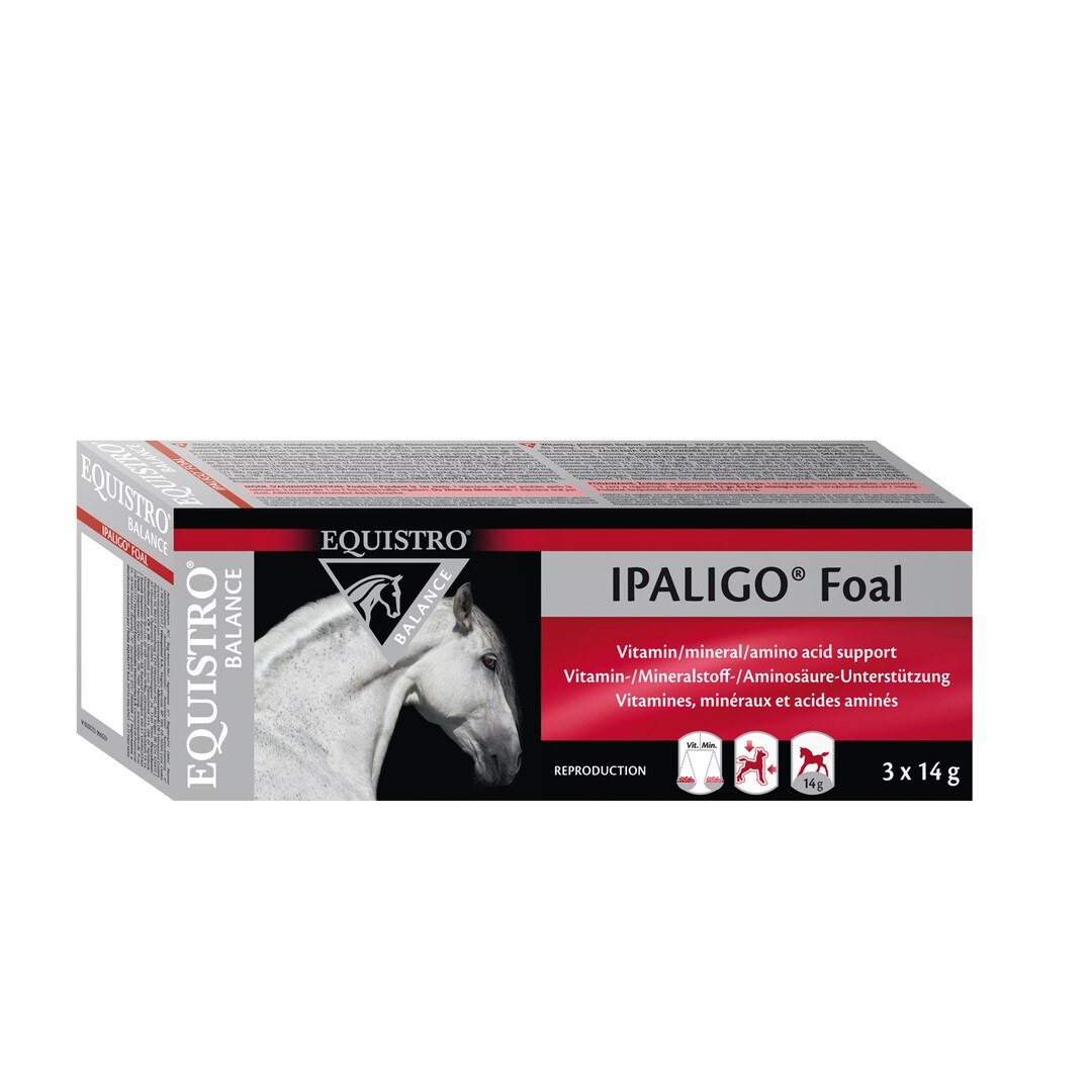 Equistro Ipaligo Foal_1