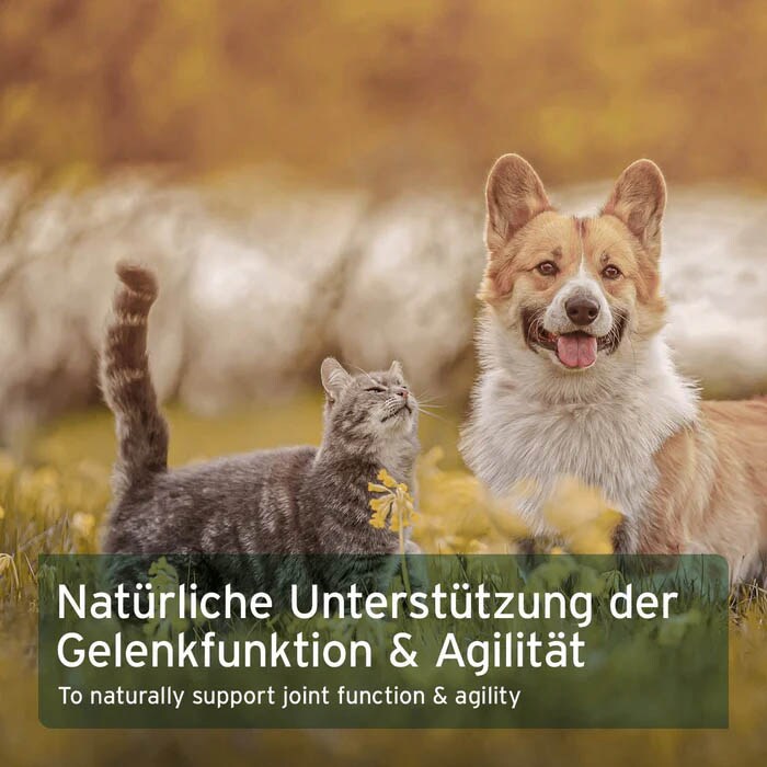 AniForte Afrikanische Teufelskralle_5