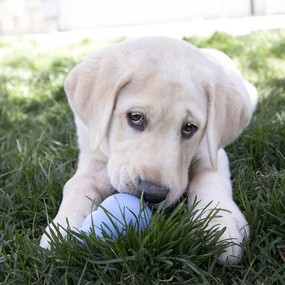 KONG Puppy_2