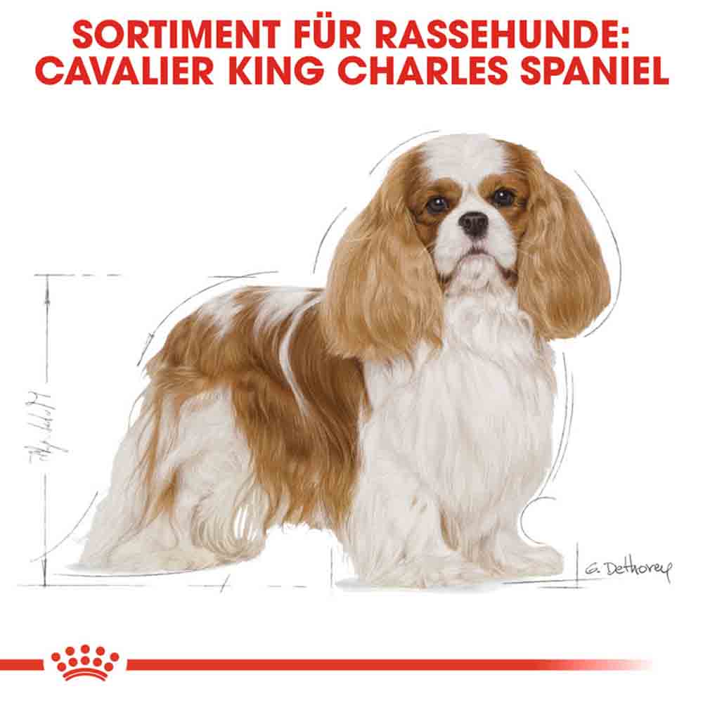 Royal Canin Cavalier King Charles Adult Hundefutter trocken_2