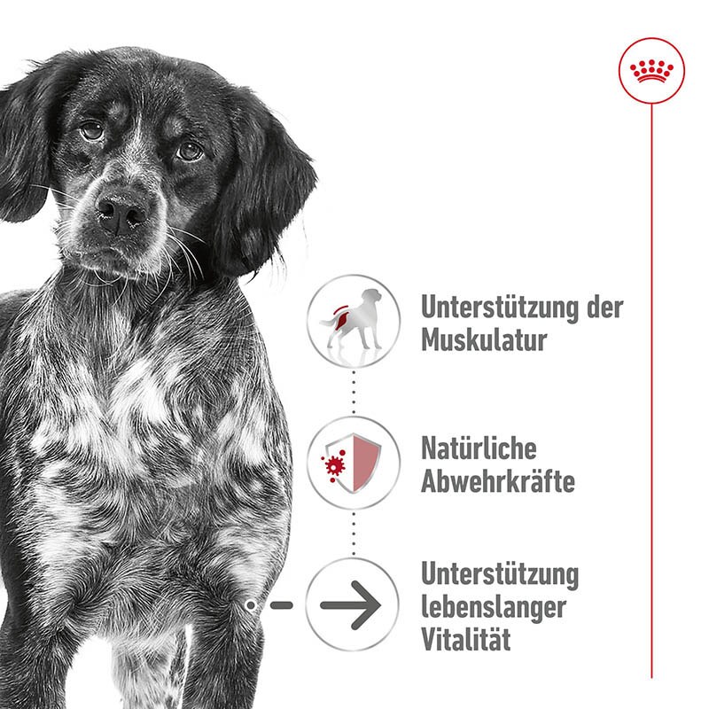 Royal Canin Medium Ageing Feuchtnahrung als Stückchen in Soße (>7. Lebensjahr)_1