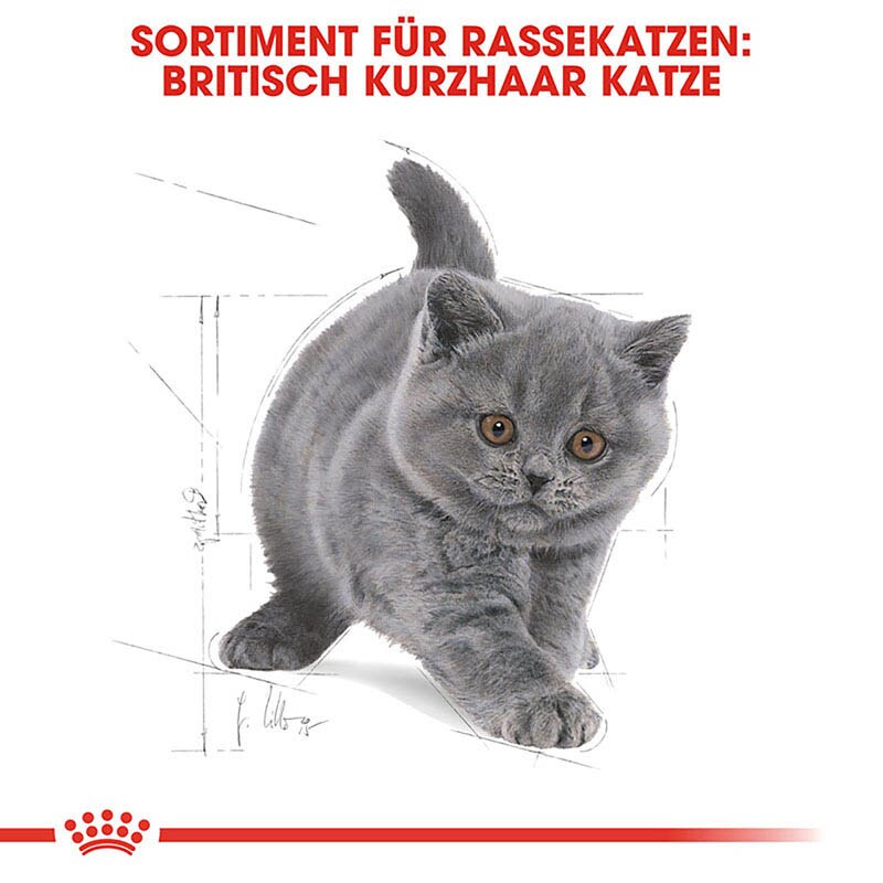 Royal Canin British Shorthair Kittenfutter trocken für BKH Kätzchen _2