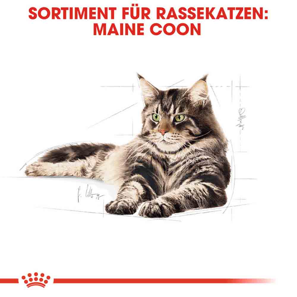 Royal Canin Maine Coon Adult Katzenfutter nass_2