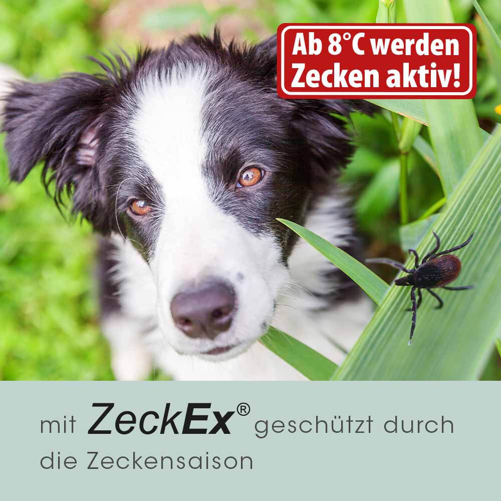 cdVet ZeckEx_7