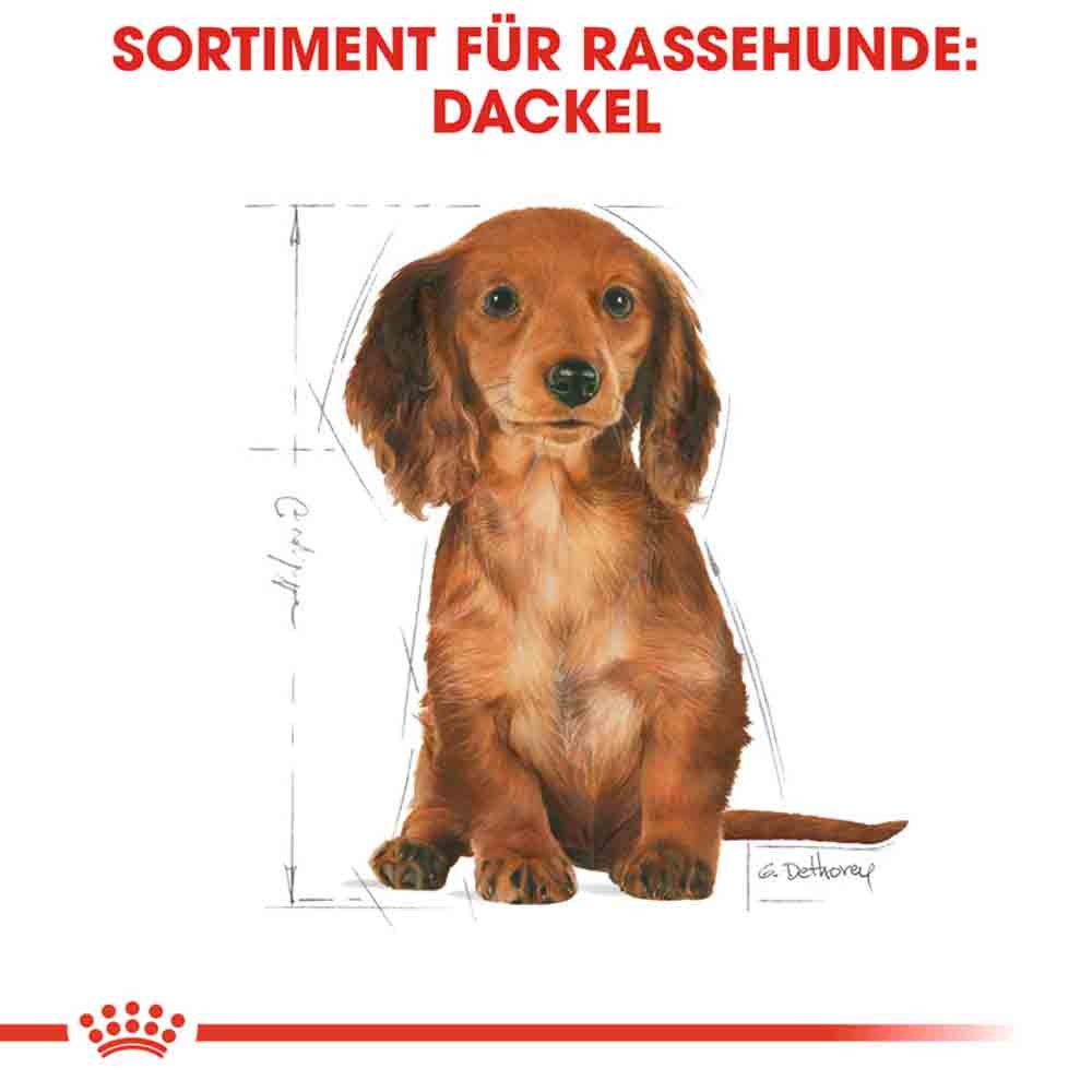 Royal Canin Dachshund Puppy Welpenfutter trocken_5