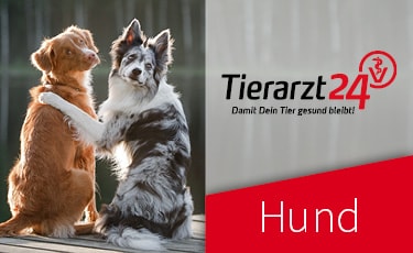 Hund