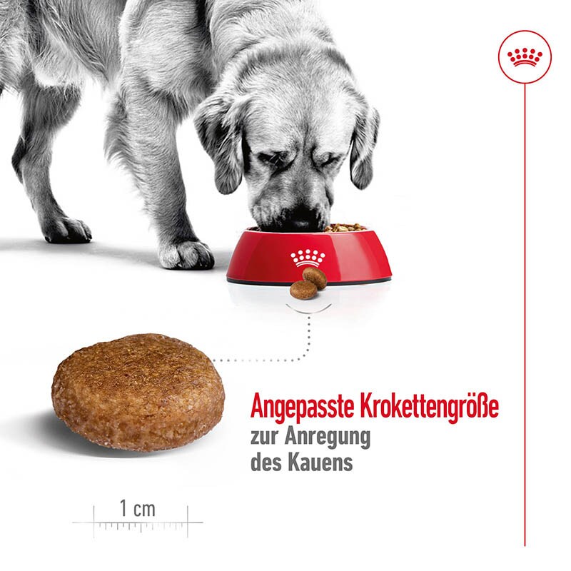 Royal Canin Maxi Adult 5+ Trockenfutter für ältere große Hunde_3