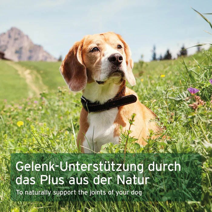 AniForte Weihrauch-Kapseln_4