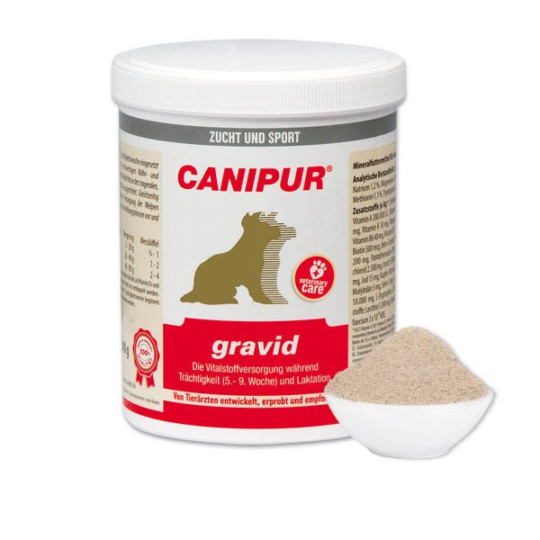 Canipur gravid_0