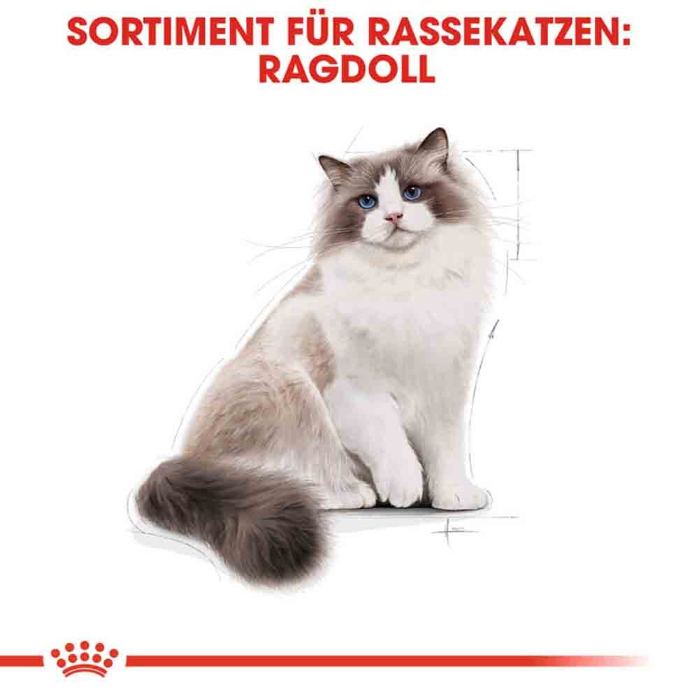 Royal Canin Ragdoll Adult Katzenfutter trocken_2