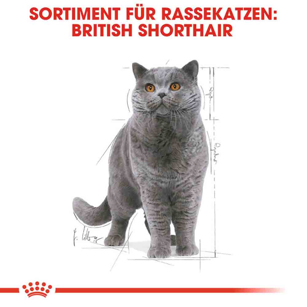 Royal Canin British Shorthair Adult Katzenfutter nass für Britisch Kurzhaar_4