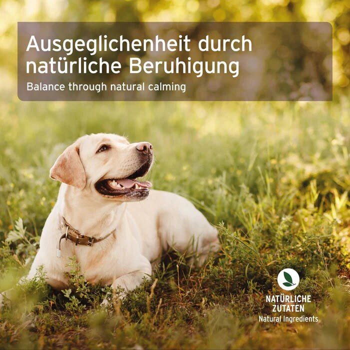 AniForte Bachblüten Gewitter & Silvester_4