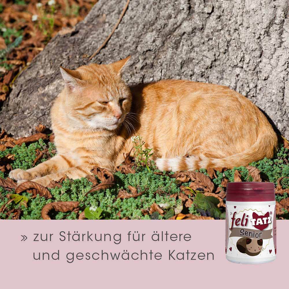 cdVet feliTATZ Senior_7