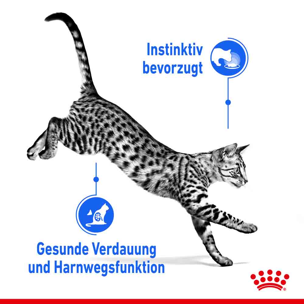 Royal Canin Indoor Sterilised in Soße Nassfutter für Wohnungskatzen_2