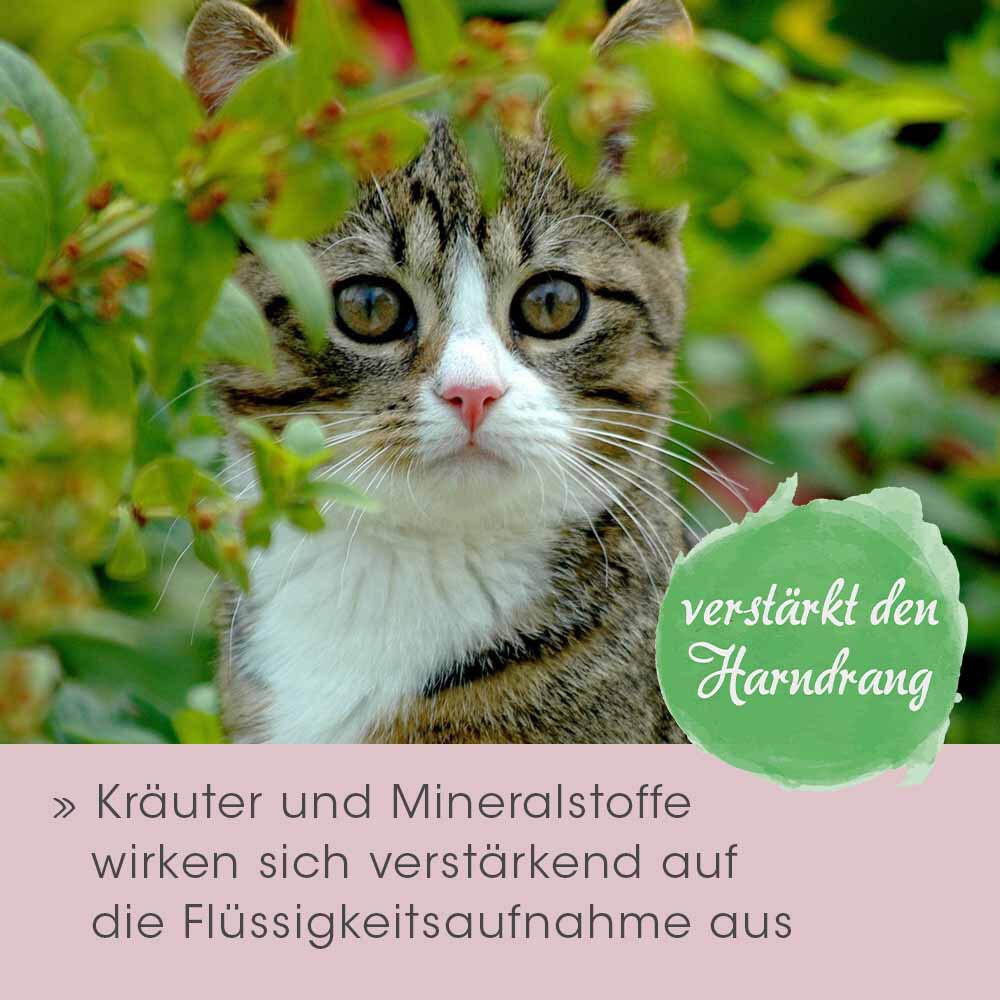 cdVet feliTATZ HarnwegeWohl_2